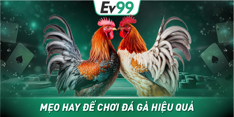 Mẹo hay để chơi đá gà hiệu quả
